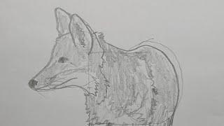 Easy way to draw a realistic fox.  Step-by-step drawing lesson for beginner artists.