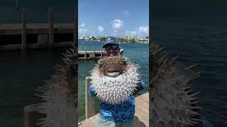 Biggest Pufferfish I've Ever Seen!