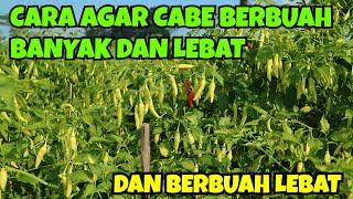 CARA AGAR CABE BERBUAH BANYAK DAN LEBAT || CARA MENANAM CABE RAWIT