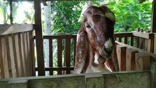 Ternak Kambing Bligon Dengan Pacek Kepala Hitam | Trenggalek