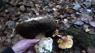 Белые грибы в ноябре. Лейпясуо, 02.11.2022