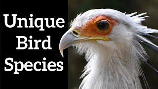 Unique Bird Species - Monotypic Birds