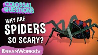 Why Are Spiders So Scary? | COLOSSAL QUESTIONS