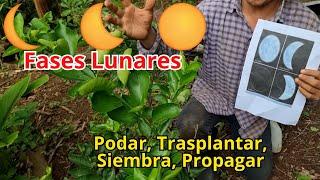 Como usar las fases lunares    para Podar, Propagar, Trasplantar y Sembrar - influencia de la luna