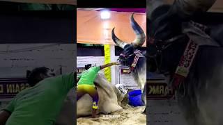 Dangerous kankrej ox of Hossain dairy farm 2023 #gowalbari #shorts #trending #kankarej #kankrej