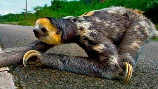 Ленивец переходит дорогу - Three toed sloth crosses the road
