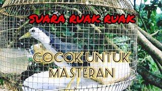 Ruak-ruak Gacor, Berjemur Dipagi Hari , Cocok Untuk Suara Masteran Dirumah