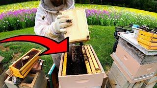 Learn Something Today: Honey Bees 101 How’s it all Work?