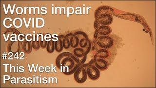 TWiP 242: Worms impair COVID vaccines