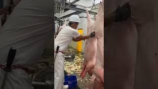 Sample Video for Slaughtering