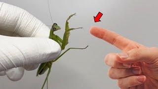 The Shocking Secrets of the Praying Mantis (Praying Mantises Are Similar to Cockroaches...)