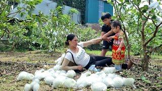 Harvesting guava to sell at the market | Single mother builds bamboo farm