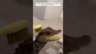 A couple found an orphaned baby crocodile and brought it home to raise#animalshorts #animalfriends