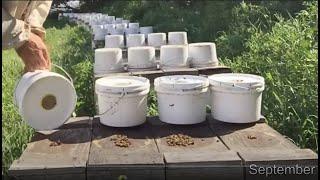 Preparing Honey Bees for a Canadian Winter - 2019 Fall Video Compilation