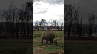 Black rhino lake Nakuru park in Kenya #safari #wildlife #subscribe #wildlifecaptures #natgeowild