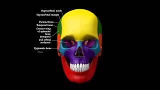 Human Skull -  Multicolor Anterior View with details