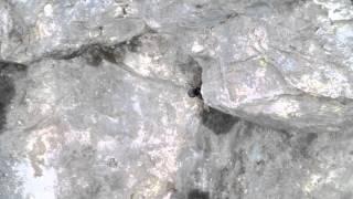 Wallcreeper (Tichodroma muraria)  in Bulgaria