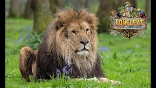 Longleat Safari & Adventure Park 2024: Escape the Ordinary