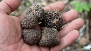 Trouver des truffes sans chien