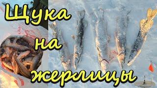 Щука на жерлицы | Зимняя рыбалка на Томи