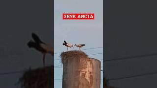 Я в шоке, звук аиста #shorts  #stork #sound