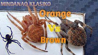 Orange Vs Brown -Update sa Mindanao Giant Spider