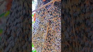 the honey bee lover #shorts #trending #short #viral #video #honeybee #beelover #lover #beekeeper #mj