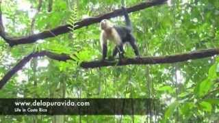 Attacked by Monkeys in Costa Rica