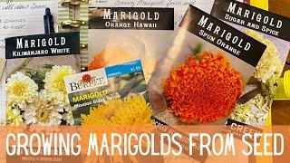 Marigold Flowers 101: Growing, Planting, & Harvesting  || How To Grow Marigolds From Seed To Flower