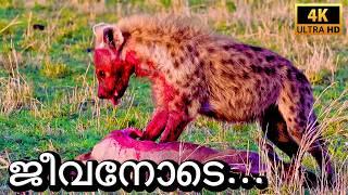 കണ്മുന്നിൽ ഹൈനയുടെ ഭയാനകമായ Hunting | Hyena Kills & Eats a Wildebeest Alive | Maasai Mara Episode-4