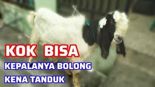 Viral !! Kambing qurban Kepalanya Bolong Kena Tanduk #goat