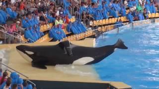 KATİL BALİNA,KİLLER WHALE(ORCA) SHOW, SeaWorld..Katil Balinaların Havuz Gösterisi