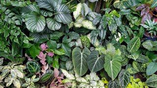 A TROPICAL GARDEN TOUR WITH OVER A THOUSAND TROPICAL PLANTS