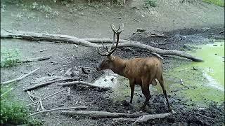 Szarvasbőgés dagonyázás közben. Deer roaring in the mud.