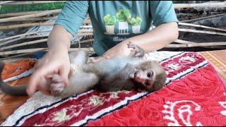 Mom Massages With Coconut Oil For Baby Monkey Lu