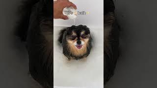 My Pomeranian Loves To Take Baths  #shorts #dog