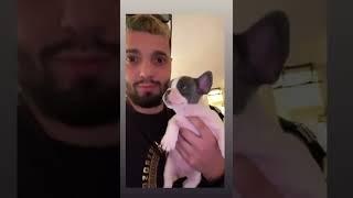 Romantixxx- new French Bulldog #reggaeton #puertorico #frenchbulldog #dog #musica #2022