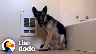 Terrified German Shepherd Wouldn't Leave Woman's Bathroom Until... | The Dodo