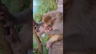 baby monkey sucking mother 13/10/2021 #Monkey #Animals #Shorts