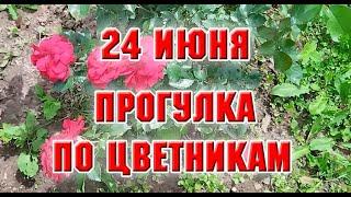 24 июня.  Прогулка по цветникам