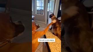 Funny animal #funny #animals #shortvideo