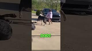 4 Dogs Protecting Owners Son  #shorts #dog