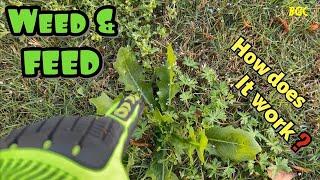 How to apply WEED and FEED to a lawn infested with weeds // How does weed and feed work?