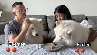 Will my dog get lucky this time? Taste test with dogs | Fun games