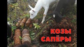 Козы снова саперят