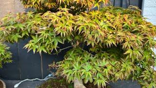 Maple Bonsai Tree.  Maple KiyoHime, end of winter 03/2022