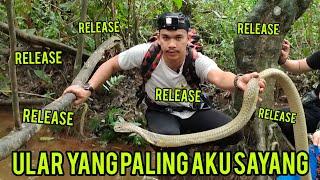 release 5 King Cobra & 2 python In Ramadhan - episode 2