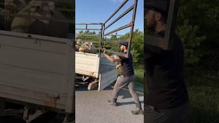 Satılan Koyunlar Tekrar Meraya İndiriliyor #sheep #kurbanlık #short #shorts #shortvideo #shortsvideo