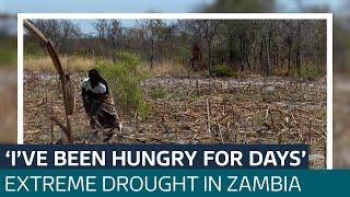 Drought 'caused by climate change' leaves Zambians on the cusp of hunger crisis | ITV News