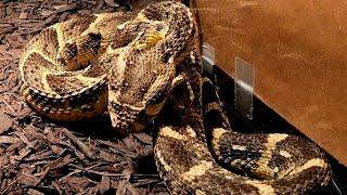 Feeding The Fastest Striking Snake In The World | Golden PuffAdder